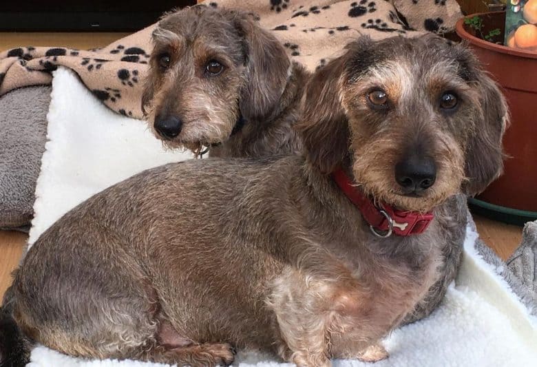 boar hair dachshund