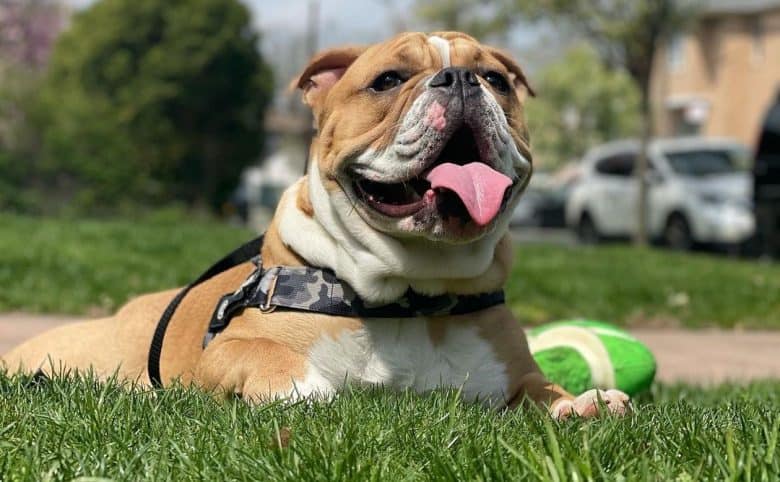 Victorian Bulldog enjoying the spring weather