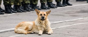 a military dog laying on a concrete floor with soldiers behind
