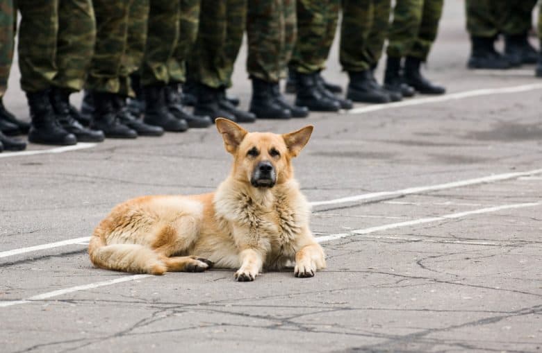 a military dog laying on a concrete floor with soldiers behind