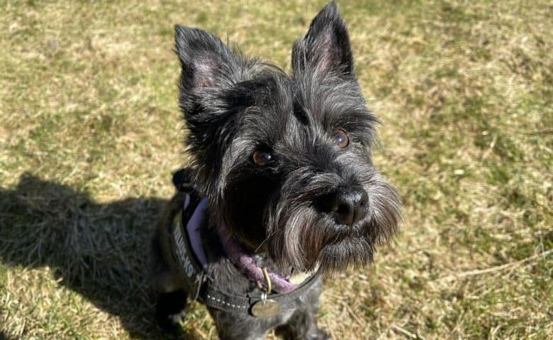 Schnauzer Westie mix dog sitting from a morning walk