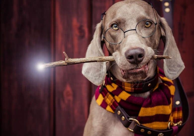 Weimaraner wearing a long scarf while biting a magic wand