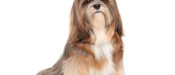 a tri-color Lhasa Apso sitting