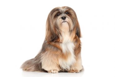 a tri-color Lhasa Apso sitting