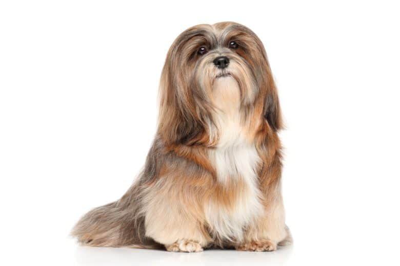 a tri-color Lhasa Apso sitting