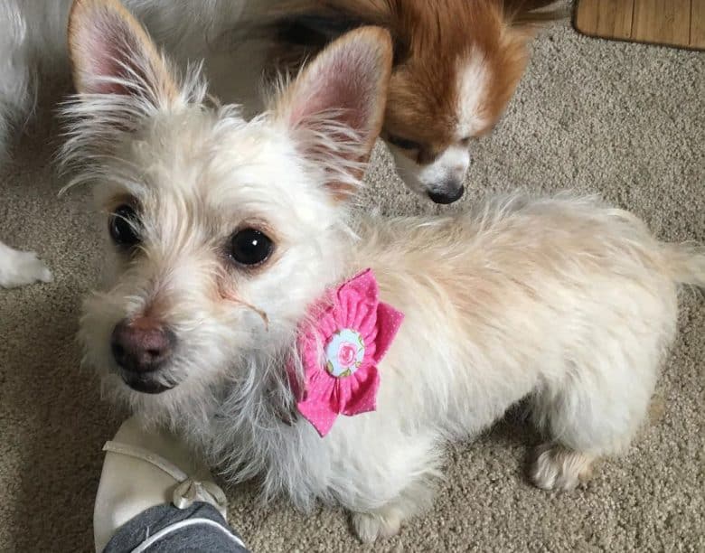 Corgi Westie mix dog with fiona flower outfit