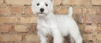 West Highland White Terrier dog against a brick wall