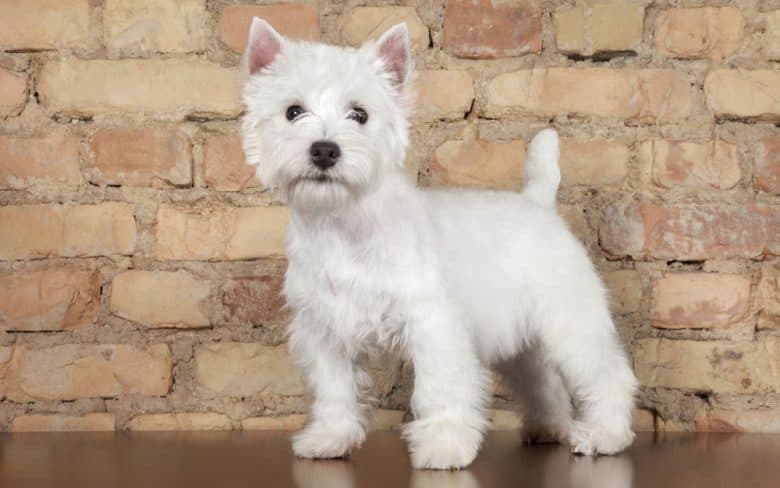 West Highland White Terrier dog against a brick wall