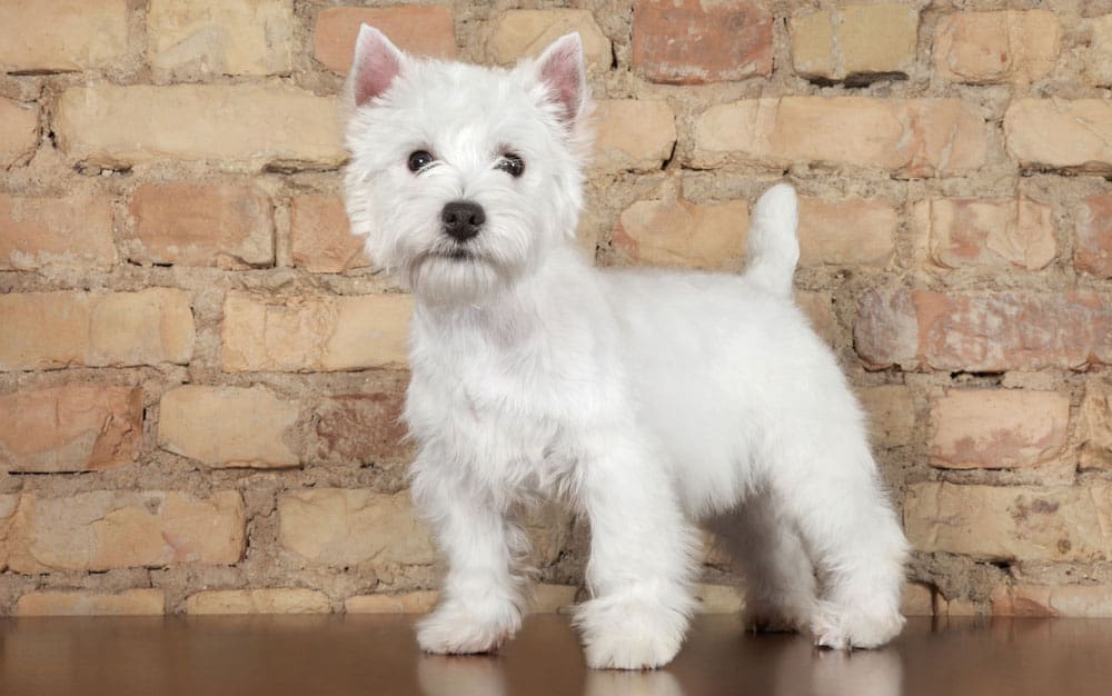 white west highland terrier