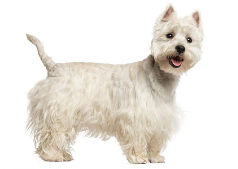 A portrait of a West Highland White Terrier dog