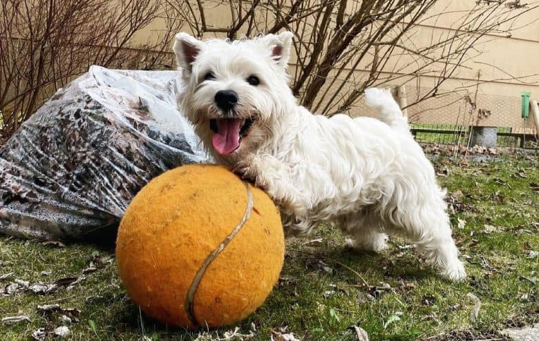 A West Highland White Terrier dog playing a huge ball