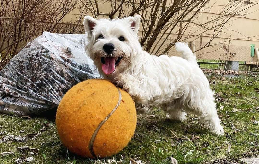 West Highland White Terriers All you need to know about Westie dogs