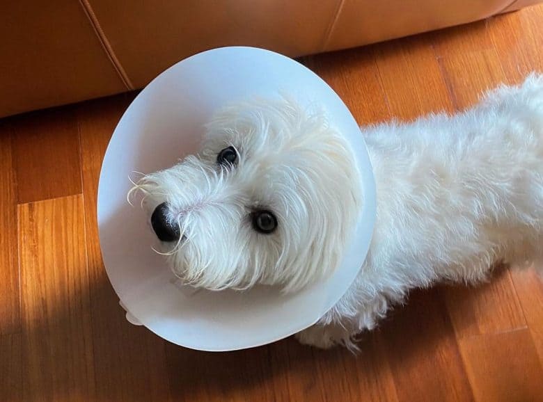 West Highland White Terrier dog wearing a cone collar