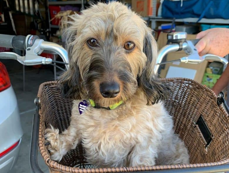 a Wheaton Dachshund inside a basket on a bicycle