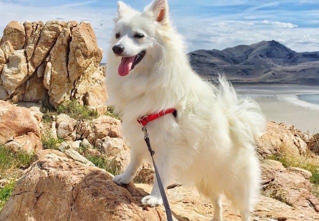 a happy American Eskimo standing on a rock