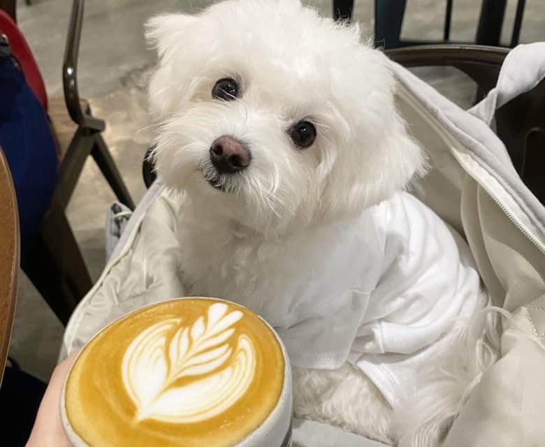 a Maltese sitting on a high chair