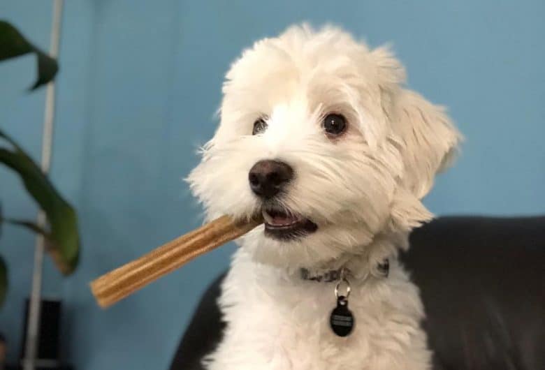 a white Maltipoo biting on a dental stick while sitting on a couch