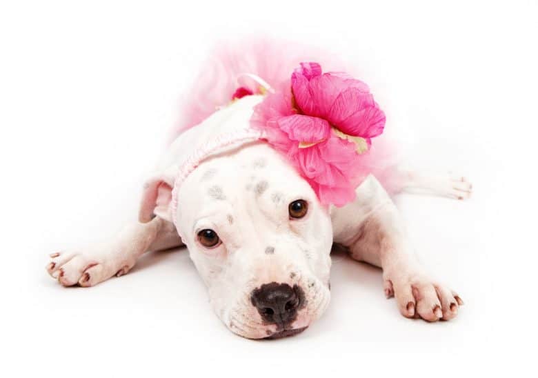 a White Pitbull wearing a pink flower headband