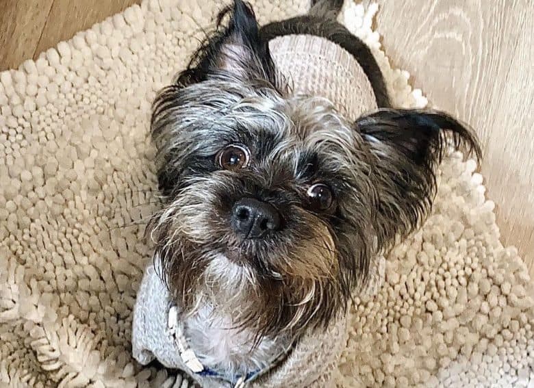 a goofy Silkchon sitting on a soft rug