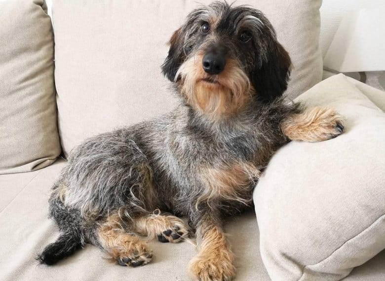 a Wire-Haired Dachshund laying comfortably on a couch with pillow