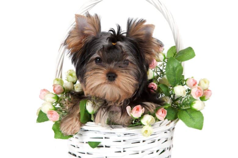 Yorkshire Terrier dog in a flower basket
