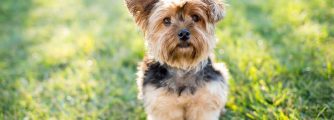 Yorkie Names: Popular & cute names for your Yorkshire Terrier dog