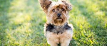 Yorkshire Terrier dog sitting outside