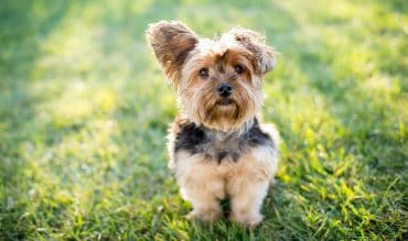 Yorkshire Terrier dog sitting outside