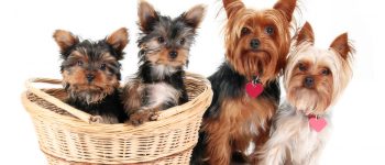Yorkshire Terrier family portrait