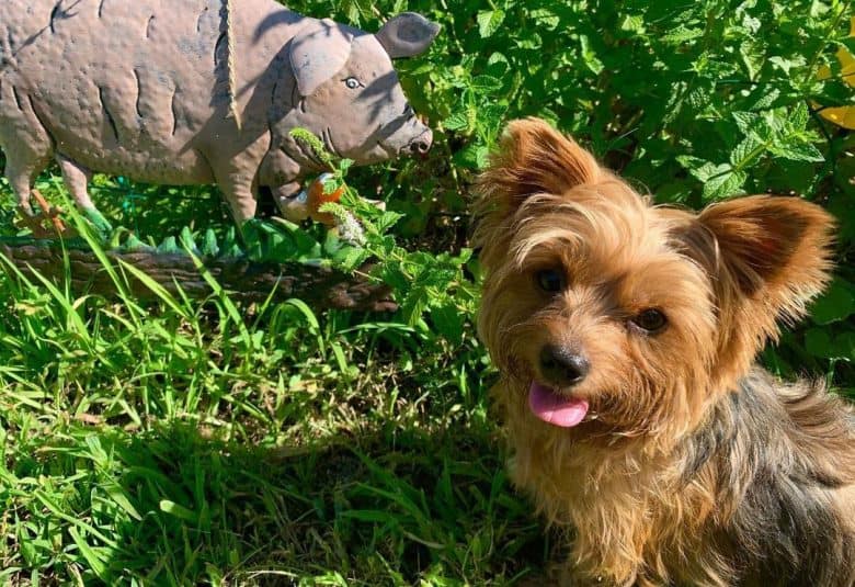 A Yorkshire Terrier taking a photo with the pig statue