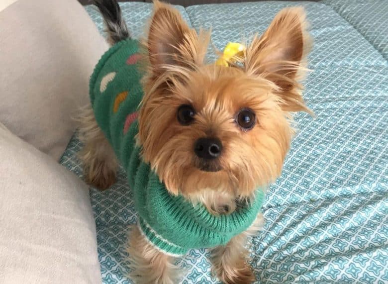 Yorkshire Terrier standing on the bed waiting for treats