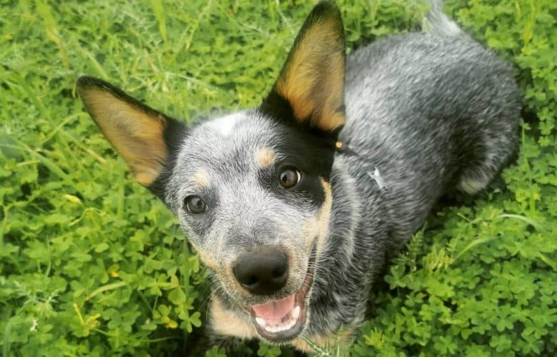 an adorable Blue Heeler looking up