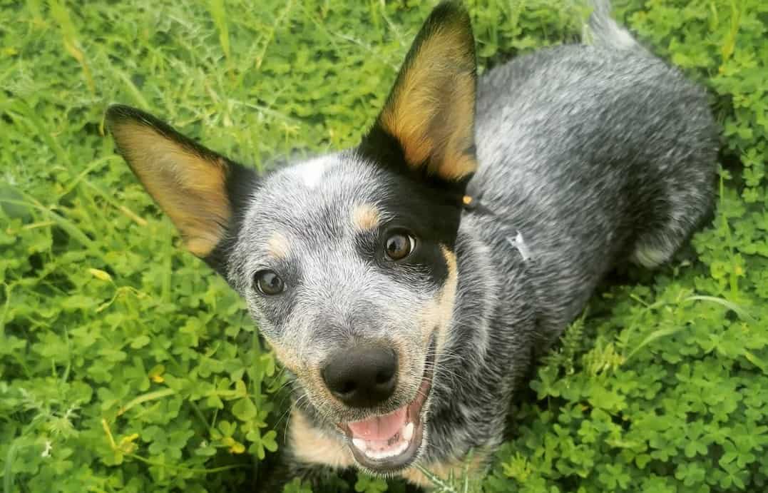 A List of the Best Blue Heeler Names for Your Australian Cattle Dog
