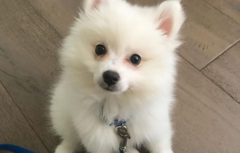an American Eskimo puppy sitting on the floor