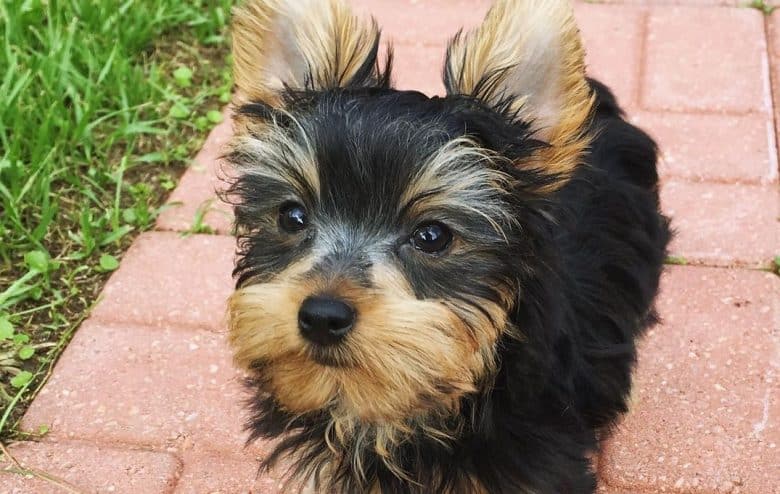 a Black and Gold Yorkie looking up
