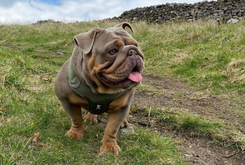 a Bulldog standing on a trail while wearing a dark green harness