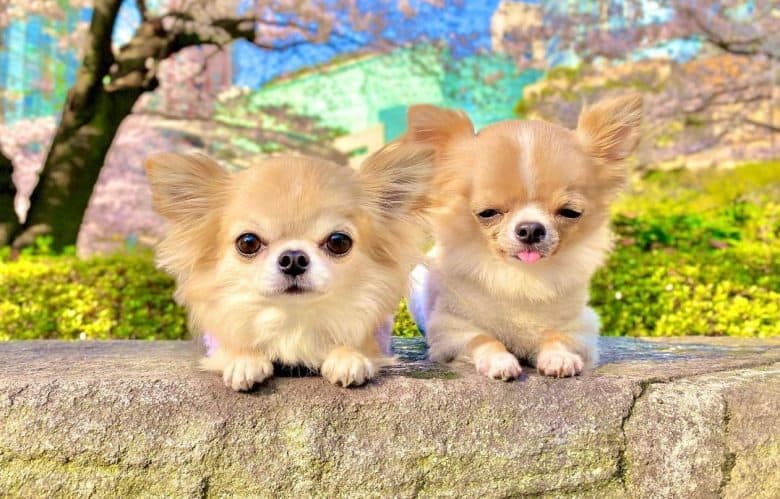 Two Chihuhua dogs under the Japanese Cherry Blossom tree