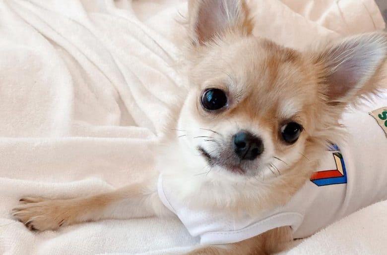 a Chihuahua wearing a sleeveless shirt laying on a bed