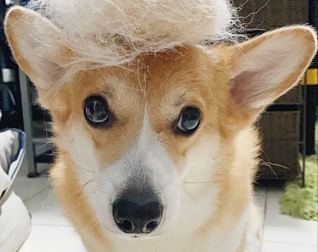 11 Best Dog Food for Shedding 2023 (Premium & Budget) K9 