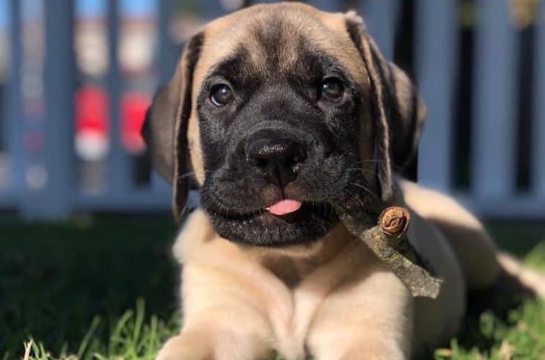 An English Mastiff puppy laying on the grass with a stick