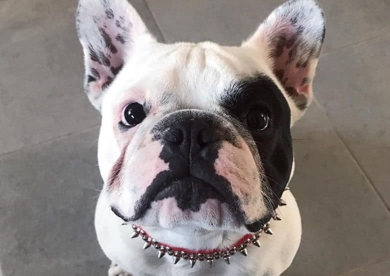 a close-up image of a French Bulldog