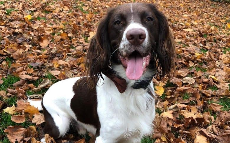 a Liver Springer Spaniel sitting on fall leaves