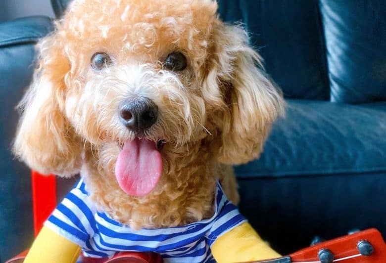 a happy Maltipoo wearing a guitar costume