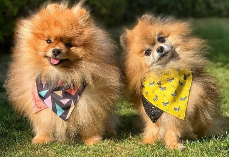 Pomeranians wearing colorful scarfs sitting on the grass