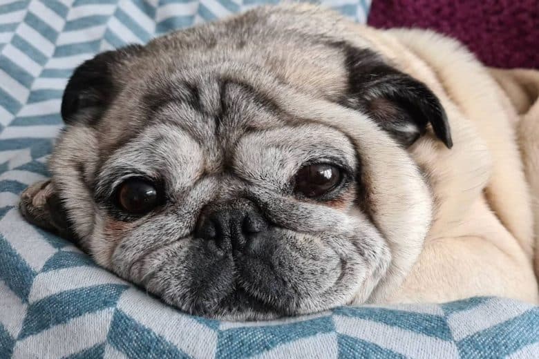 a Senior Pug laying on a soft bed