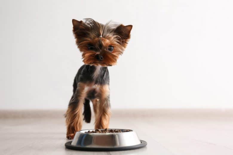 a Yorkshire Terrier standing with dog bowl with dog food