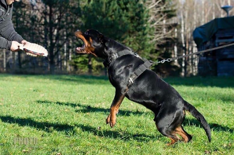 a Rottie training to be a guard dog
