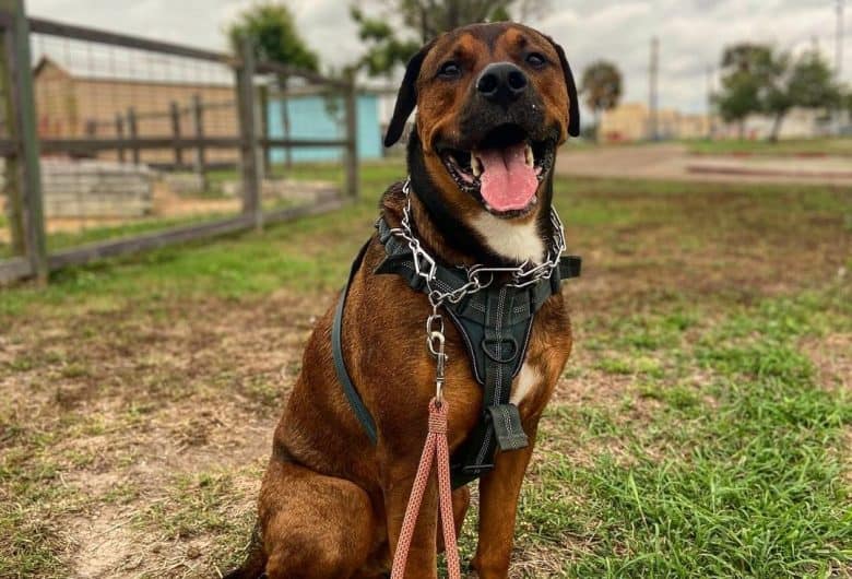 an American Bullweiler happily sitting in a field