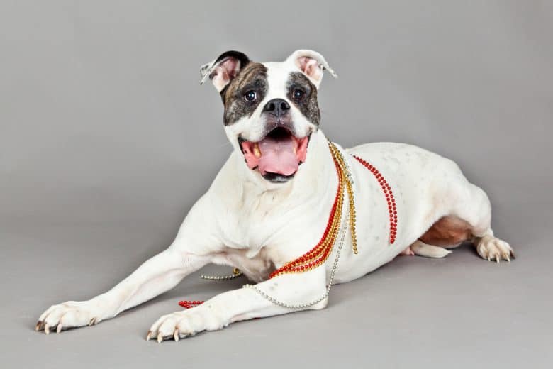 a happy American Bully laying
