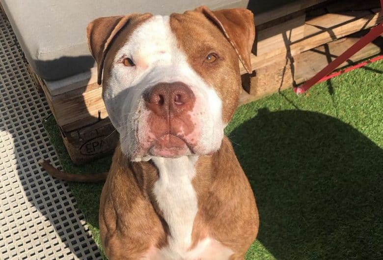 an American Pitbull Terrier sitting in a lawn